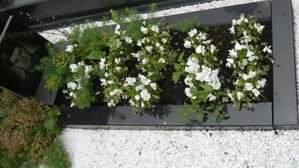 Мраморная крошка бывает белого или бело-голубого цвета